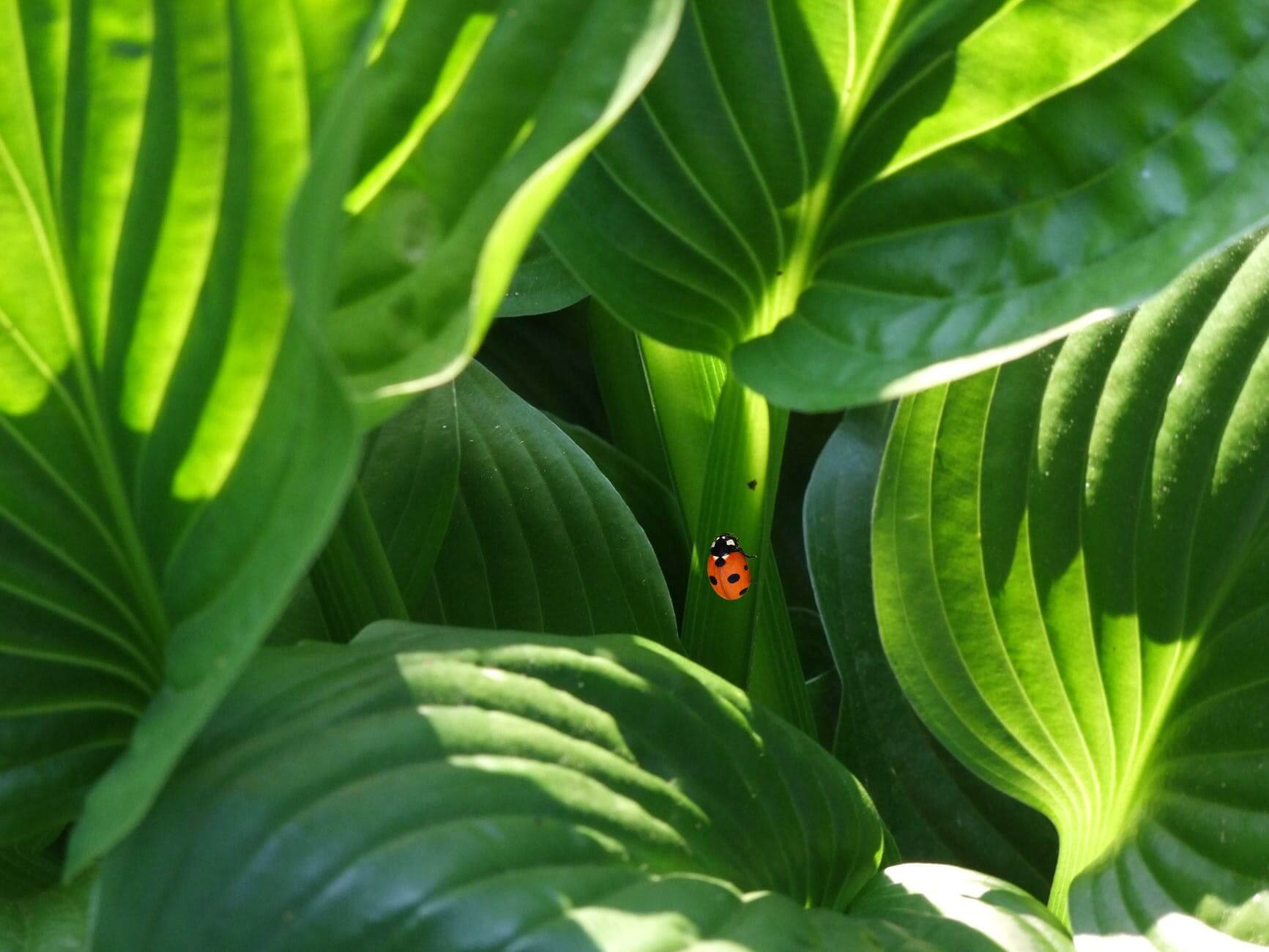 orange and black beetle