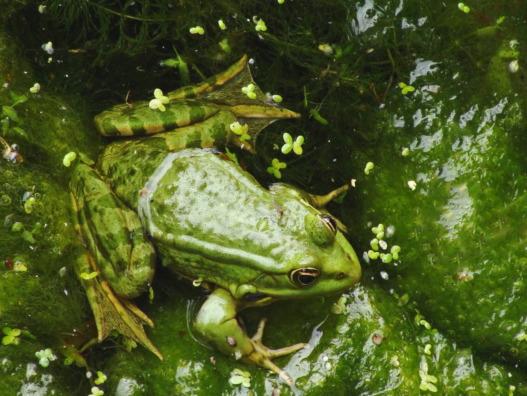 green frog