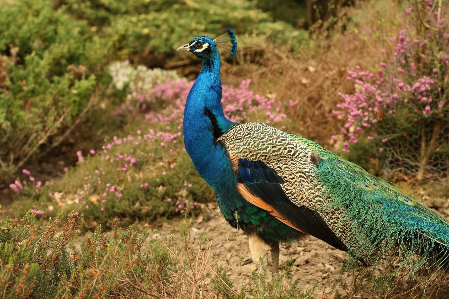 blue green and orange peacock standing in the ground during daytime