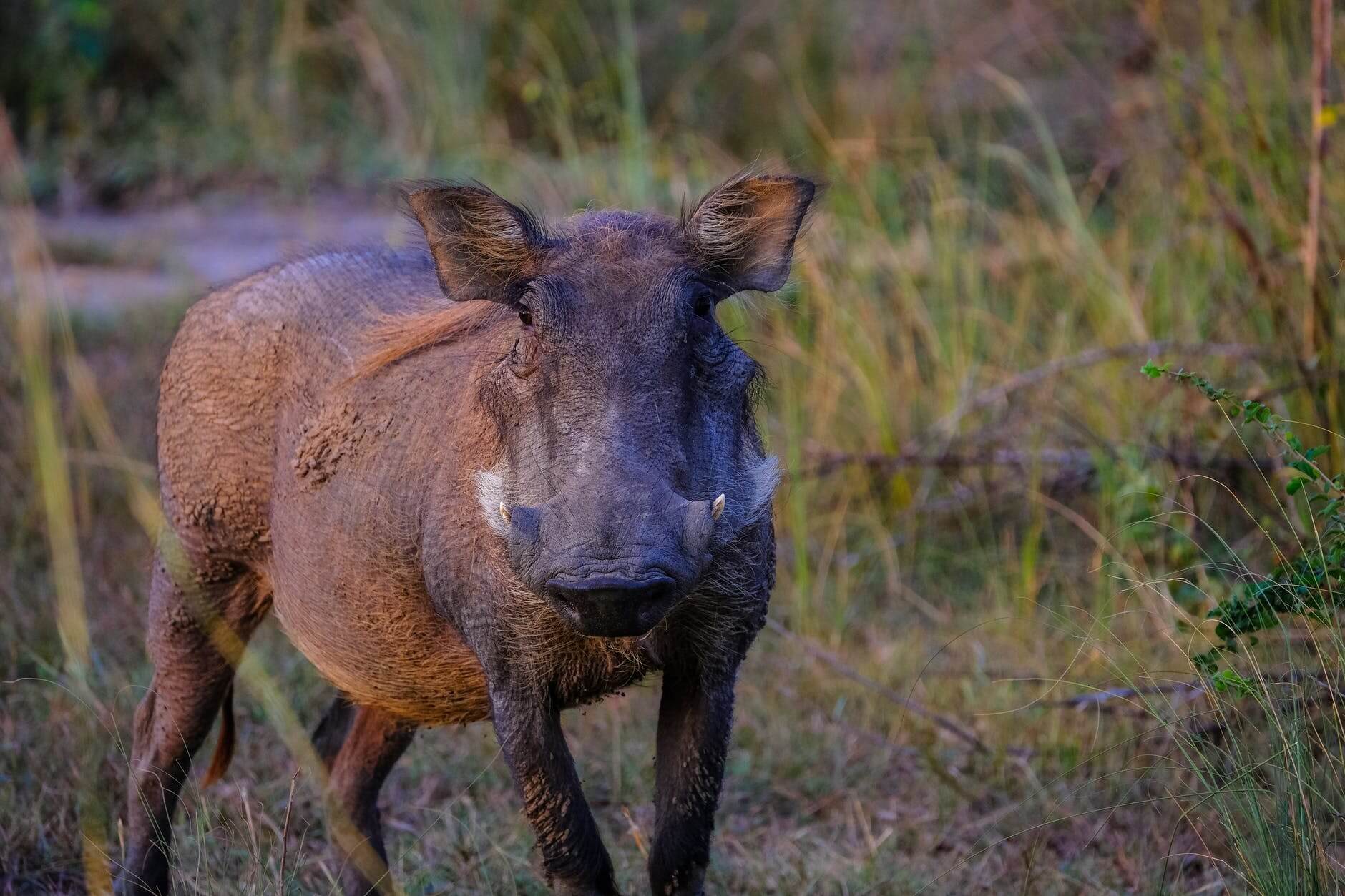 brown wild boar