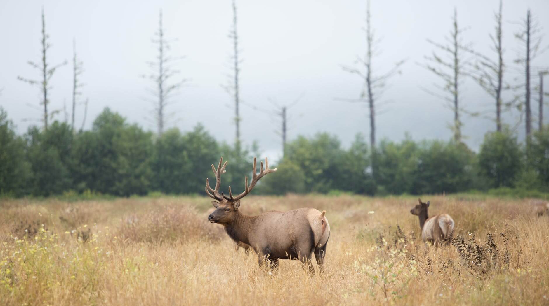 brown deer on brown grass field