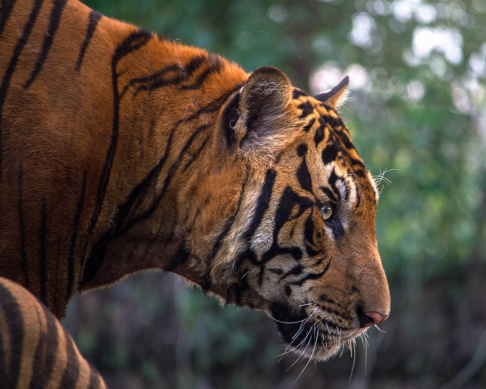 close up of tiger