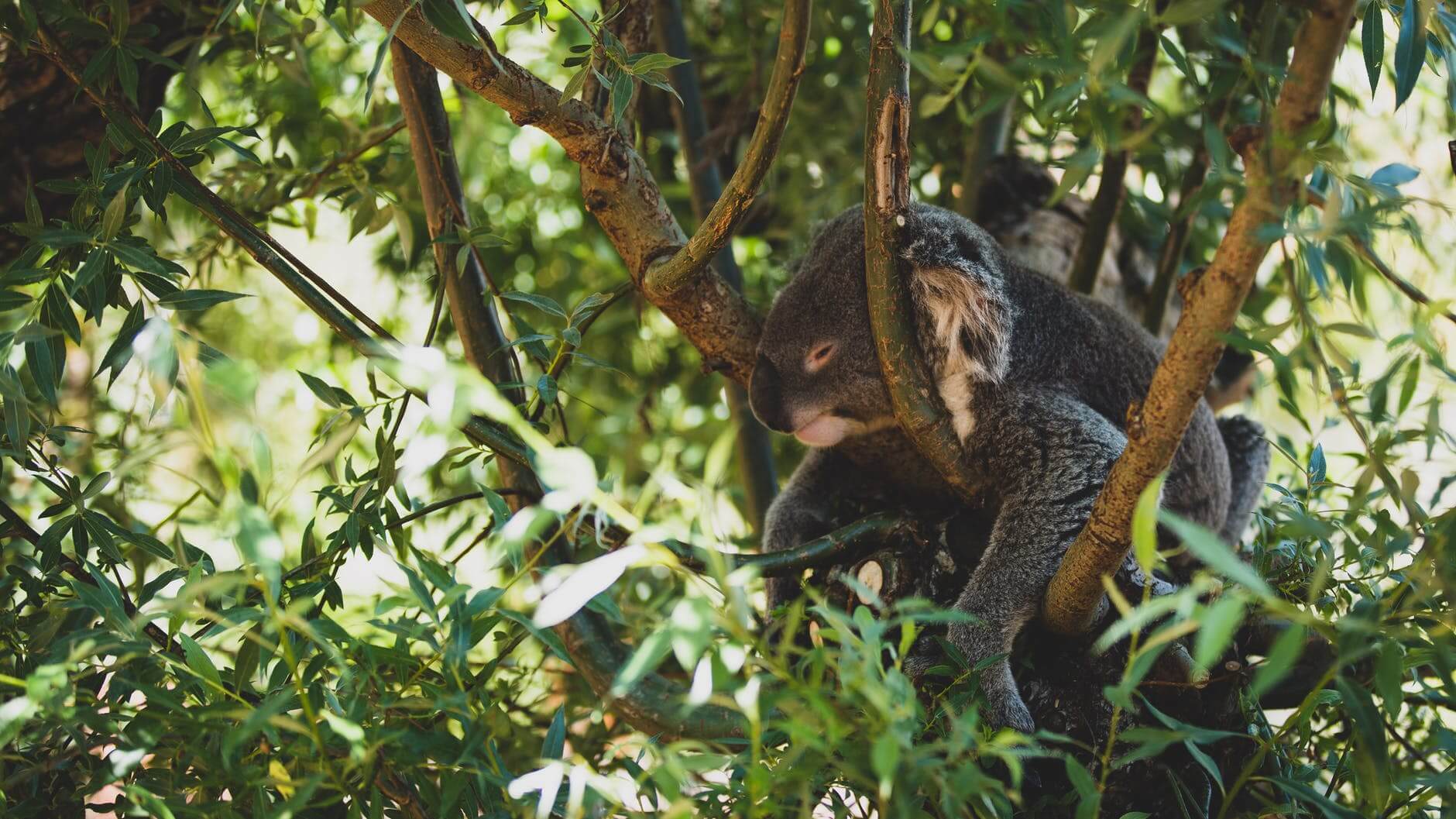 koala bear resting on a tree