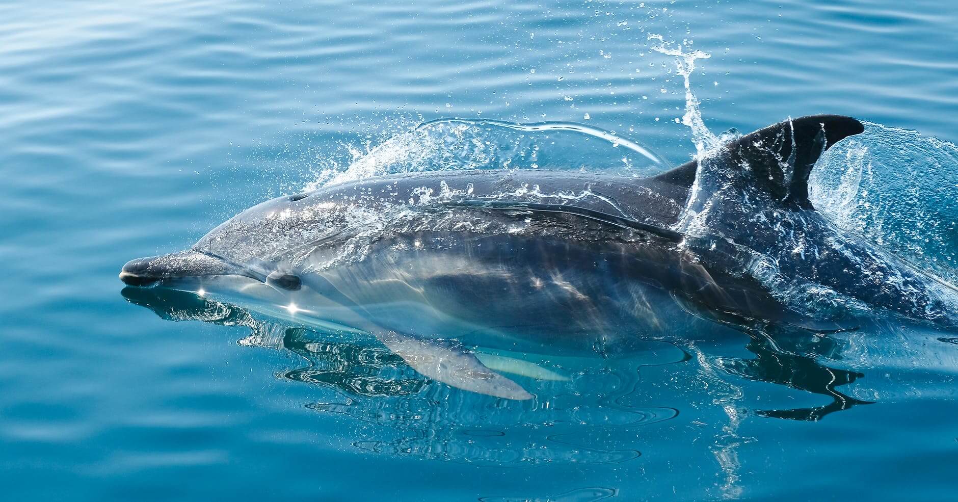 black dolphin in body of water