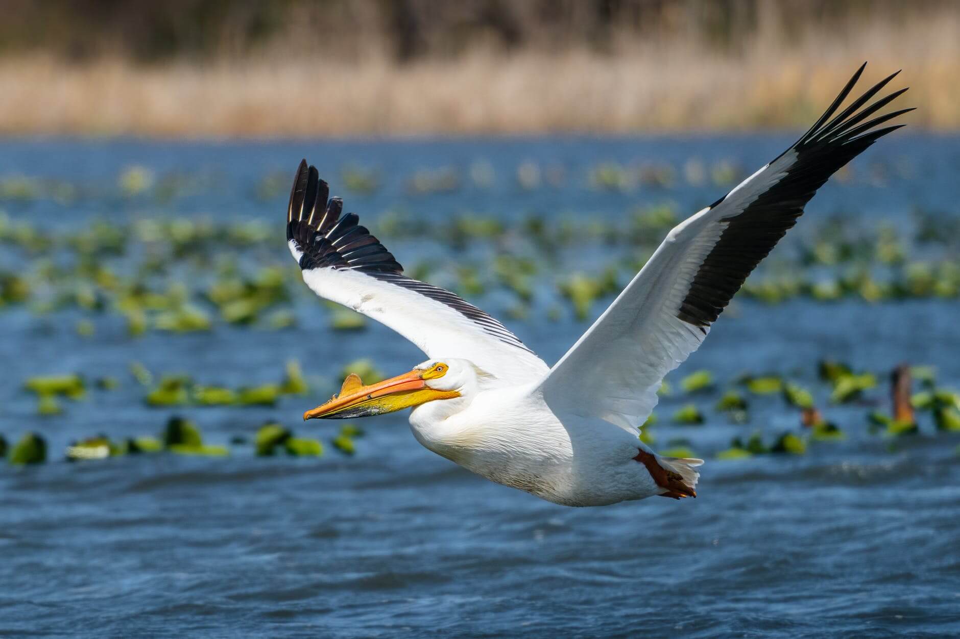 white bird flying over the river