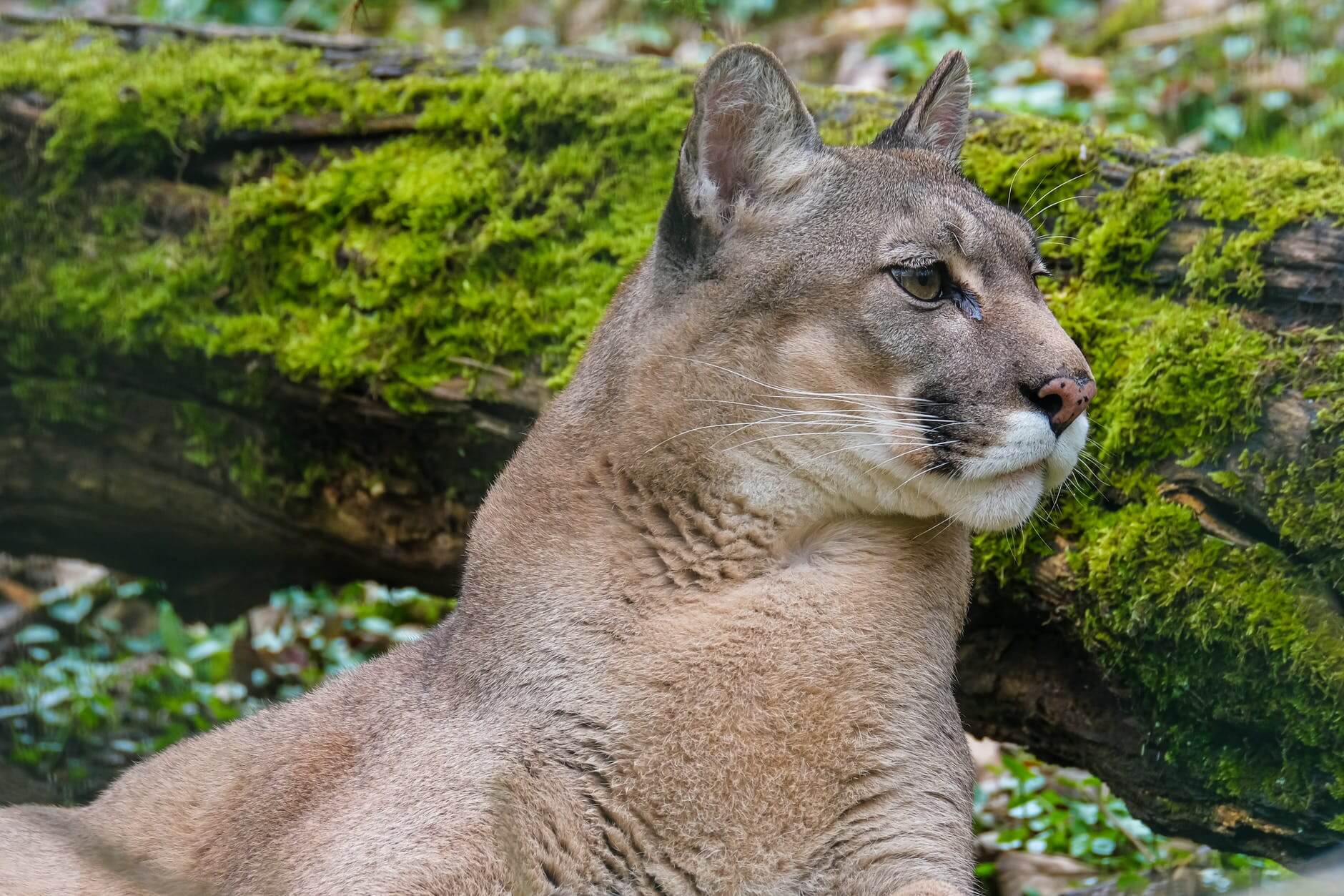 brown cougar lying beside q wood log