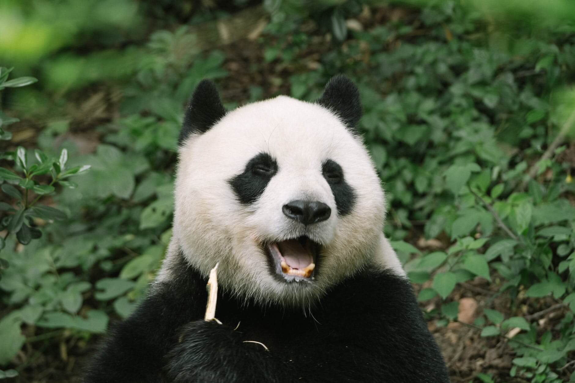 close up shot of a panda bear