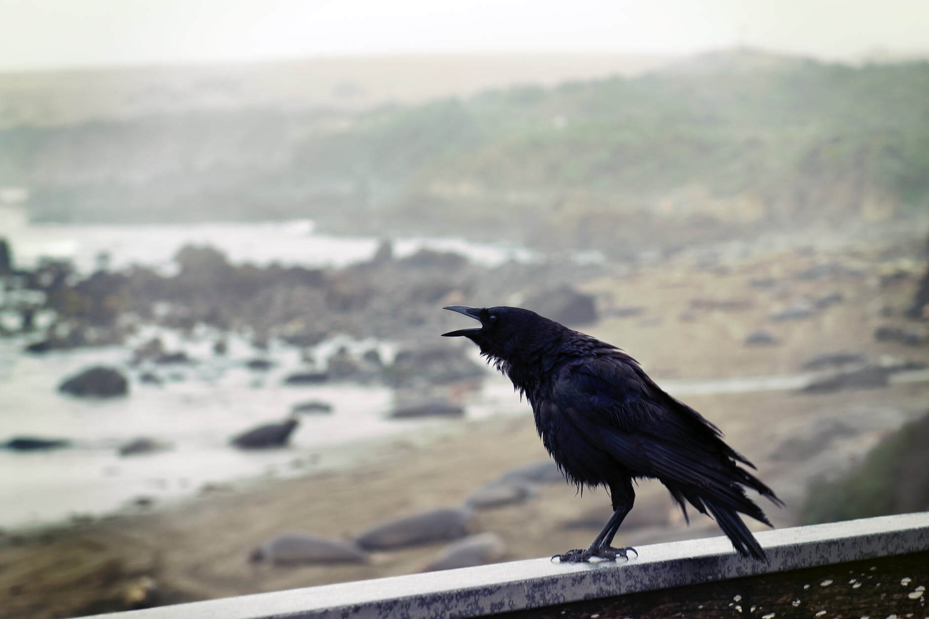 black bird perching on concrete wall with ocean overview