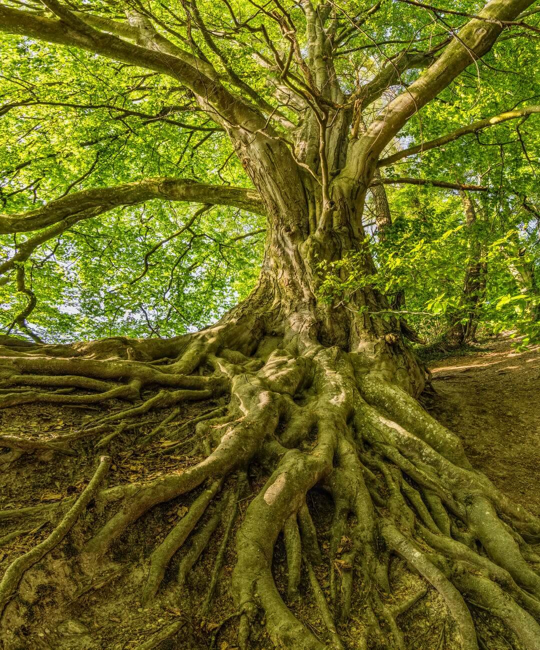 green tree photo